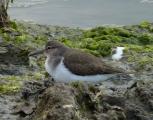 Common Sandpiper