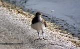 Green Sandpiper