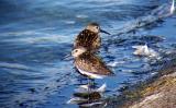Dunlin
