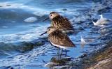 Dunlin
