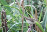 Sedge Warbler