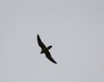 Peregrine Falcon