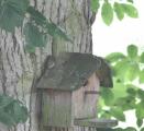 Eurasian Treecreeper