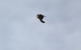 Eurasian Hobby