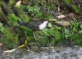 White-throated Dipper