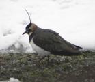 Northern Lapwing