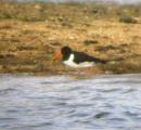 Northern Lapwing