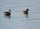 Black-necked Grebe