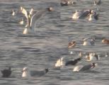 Caspian Gull