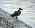 Whimbrel
