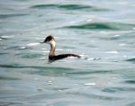 Black-necked Grebe