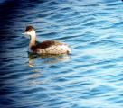 Black-necked Grebe