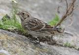 Lapland Longspur