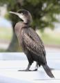 European Shag