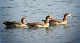 Egyptian Goose