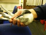 Roseate Tern