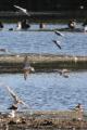 Black Tern