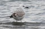 Caspian Gull