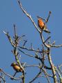 Common Crossbill