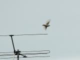 Common Starling