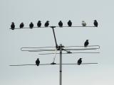 Common Starling