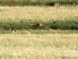 Hen Harrier