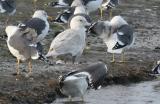 Iceland Gull