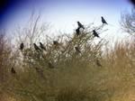 Carrion Crow