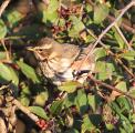 Redwing