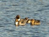 Northern Pintail