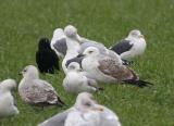 Caspian Gull