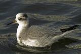 Grey Phalarope