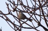 Common Whitethroat