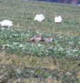 Egyptian Goose
