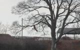 Hen Harrier