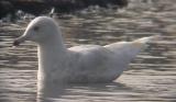 Iceland Gull