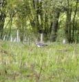Northern Lapwing