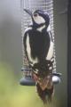 Great Spotted Woodpecker