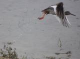 Common Redshank