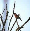 Common Linnet