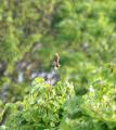 Common Linnet