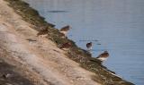 Common Redshank
