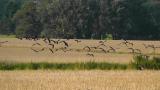 Northern Lapwing