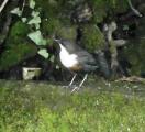 White-throated Dipper
