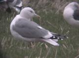 Caspian Gull