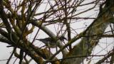 Fieldfare