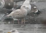 Iceland Gull
