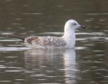 Caspian Gull