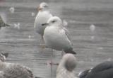Caspian Gull
