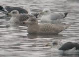 Glaucous Gull